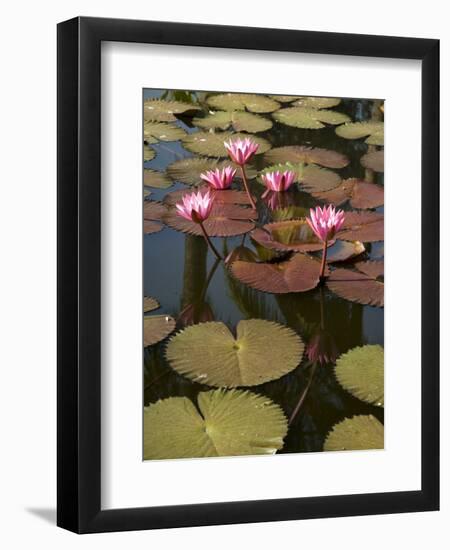 Water Lilies, Goa, India-R H Productions-Framed Photographic Print