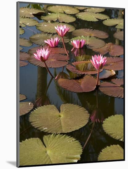 Water Lilies, Goa, India-R H Productions-Mounted Photographic Print