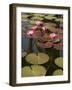 Water Lilies, Goa, India-R H Productions-Framed Photographic Print