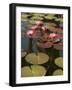 Water Lilies, Goa, India-R H Productions-Framed Photographic Print