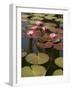 Water Lilies, Goa, India-R H Productions-Framed Photographic Print