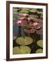 Water Lilies, Goa, India-R H Productions-Framed Photographic Print