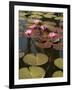 Water Lilies, Goa, India-R H Productions-Framed Photographic Print