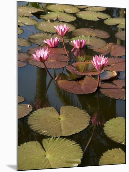 Water Lilies, Goa, India-R H Productions-Mounted Photographic Print