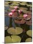 Water Lilies, Goa, India-R H Productions-Mounted Photographic Print