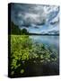 Water lilies, Hogland Island, Finland.-null-Stretched Canvas