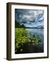 Water lilies, Hogland Island, Finland.-null-Framed Photographic Print