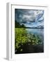 Water lilies, Hogland Island, Finland.-null-Framed Photographic Print