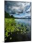 Water lilies, Hogland Island, Finland.-null-Mounted Photographic Print