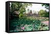 Water Lilies in a Pond at the Pura Taman Saraswati Temple, Ubud, Bali, Indonesia-null-Framed Stretched Canvas