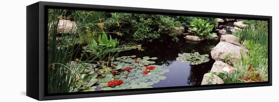 Water Lilies in a Pond, Sunken Garden, Olbrich Botanical Gardens, Madison, Wisconsin, USA-null-Framed Stretched Canvas