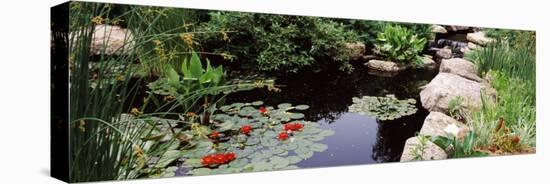 Water Lilies in a Pond, Sunken Garden, Olbrich Botanical Gardens, Madison, Wisconsin, USA-null-Stretched Canvas