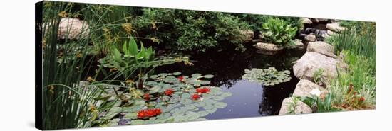 Water Lilies in a Pond, Sunken Garden, Olbrich Botanical Gardens, Madison, Wisconsin, USA-null-Stretched Canvas