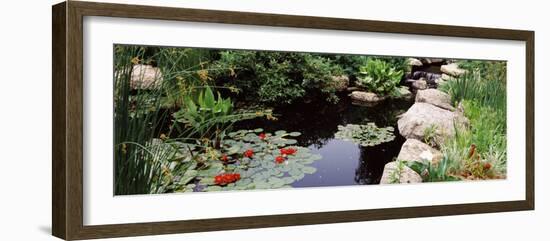 Water Lilies in a Pond, Sunken Garden, Olbrich Botanical Gardens, Madison, Wisconsin, USA-null-Framed Photographic Print