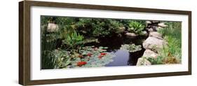 Water Lilies in a Pond, Sunken Garden, Olbrich Botanical Gardens, Madison, Wisconsin, USA-null-Framed Photographic Print