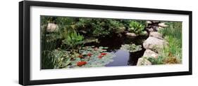 Water Lilies in a Pond, Sunken Garden, Olbrich Botanical Gardens, Madison, Wisconsin, USA-null-Framed Photographic Print