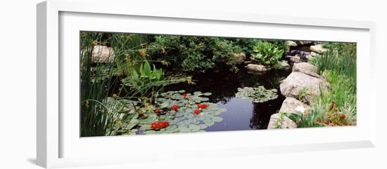 Water Lilies in a Pond, Sunken Garden, Olbrich Botanical Gardens, Madison, Wisconsin, USA-null-Framed Photographic Print