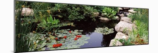 Water Lilies in a Pond, Sunken Garden, Olbrich Botanical Gardens, Madison, Wisconsin, USA-null-Mounted Photographic Print