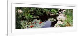 Water Lilies in a Pond, Sunken Garden, Olbrich Botanical Gardens, Madison, Wisconsin, USA-null-Framed Photographic Print