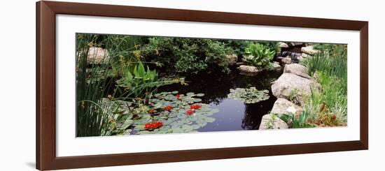 Water Lilies in a Pond, Sunken Garden, Olbrich Botanical Gardens, Madison, Wisconsin, USA-null-Framed Photographic Print