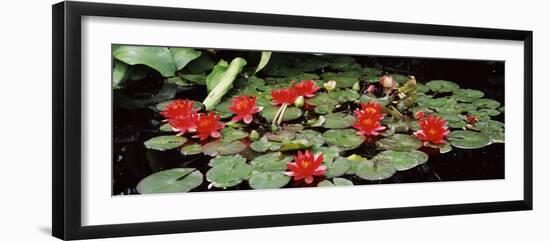 Water Lilies in a Pond, Sunken Garden, Olbrich Botanical Gardens, Madison, Wisconsin, USA-null-Framed Photographic Print