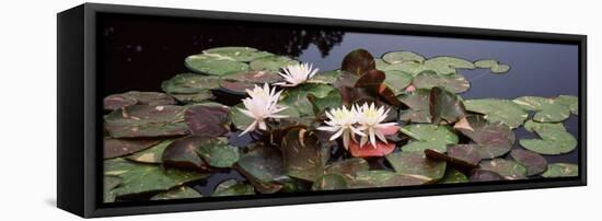 Water Lilies in a Pond, Sunken Garden, Olbrich Botanical Gardens, Madison, Wisconsin, USA-null-Framed Stretched Canvas