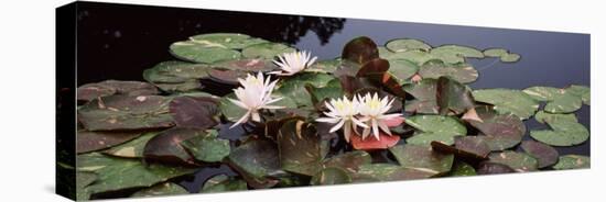 Water Lilies in a Pond, Sunken Garden, Olbrich Botanical Gardens, Madison, Wisconsin, USA-null-Stretched Canvas