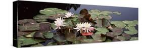 Water Lilies in a Pond, Sunken Garden, Olbrich Botanical Gardens, Madison, Wisconsin, USA-null-Stretched Canvas