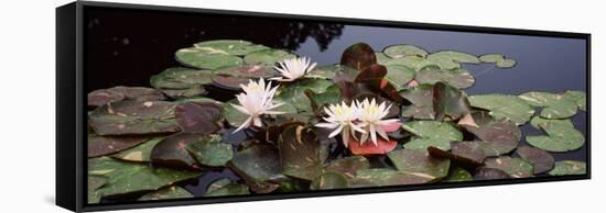 Water Lilies in a Pond, Sunken Garden, Olbrich Botanical Gardens, Madison, Wisconsin, USA-null-Framed Stretched Canvas
