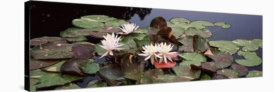 Water Lilies in a Pond, Sunken Garden, Olbrich Botanical Gardens, Madison, Wisconsin, USA-null-Stretched Canvas