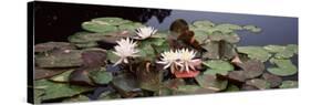 Water Lilies in a Pond, Sunken Garden, Olbrich Botanical Gardens, Madison, Wisconsin, USA-null-Stretched Canvas