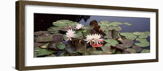 Water Lilies in a Pond, Sunken Garden, Olbrich Botanical Gardens, Madison, Wisconsin, USA-null-Framed Photographic Print