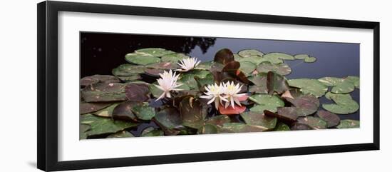 Water Lilies in a Pond, Sunken Garden, Olbrich Botanical Gardens, Madison, Wisconsin, USA-null-Framed Photographic Print