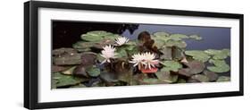 Water Lilies in a Pond, Sunken Garden, Olbrich Botanical Gardens, Madison, Wisconsin, USA-null-Framed Photographic Print