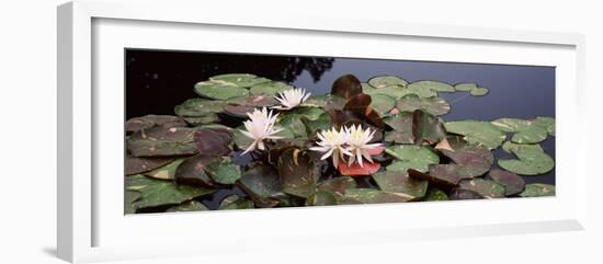 Water Lilies in a Pond, Sunken Garden, Olbrich Botanical Gardens, Madison, Wisconsin, USA-null-Framed Photographic Print