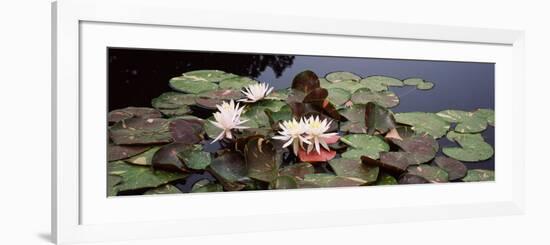 Water Lilies in a Pond, Sunken Garden, Olbrich Botanical Gardens, Madison, Wisconsin, USA-null-Framed Photographic Print