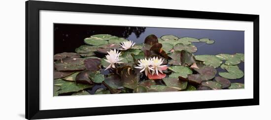 Water Lilies in a Pond, Sunken Garden, Olbrich Botanical Gardens, Madison, Wisconsin, USA-null-Framed Photographic Print