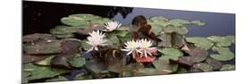Water Lilies in a Pond, Sunken Garden, Olbrich Botanical Gardens, Madison, Wisconsin, USA-null-Mounted Photographic Print