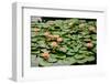 Water Lilies in Bloom-tempestz-Framed Photographic Print