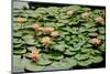 Water Lilies in Bloom-tempestz-Mounted Photographic Print