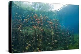 Water Lilies in Car Wash Cenote, Aktun Ha, Tulum, Yucatan Peninsula, Mexico-Reinhard Dirscherl-Stretched Canvas