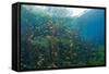 Water Lilies in Car Wash Cenote, Aktun Ha, Tulum, Yucatan Peninsula, Mexico-Reinhard Dirscherl-Framed Stretched Canvas