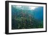 Water Lilies in Car Wash Cenote, Aktun Ha, Tulum, Yucatan Peninsula, Mexico-Reinhard Dirscherl-Framed Photographic Print