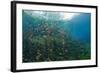 Water Lilies in Car Wash Cenote, Aktun Ha, Tulum, Yucatan Peninsula, Mexico-Reinhard Dirscherl-Framed Photographic Print