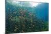 Water Lilies in Car Wash Cenote, Aktun Ha, Tulum, Yucatan Peninsula, Mexico-Reinhard Dirscherl-Mounted Photographic Print