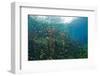 Water Lilies in Car Wash Cenote, Aktun Ha, Tulum, Yucatan Peninsula, Mexico-Reinhard Dirscherl-Framed Photographic Print