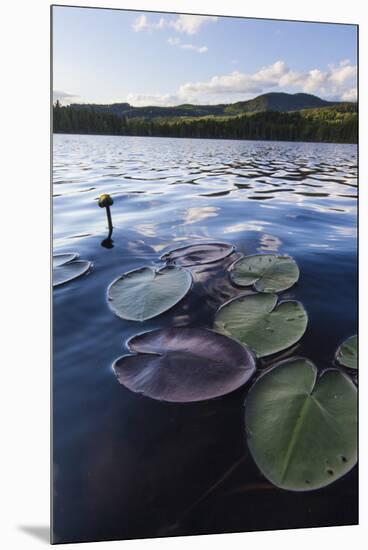 Water Lilies in Lang Pond in Maine's Northern Forest-Jerry & Marcy Monkman-Mounted Premium Photographic Print