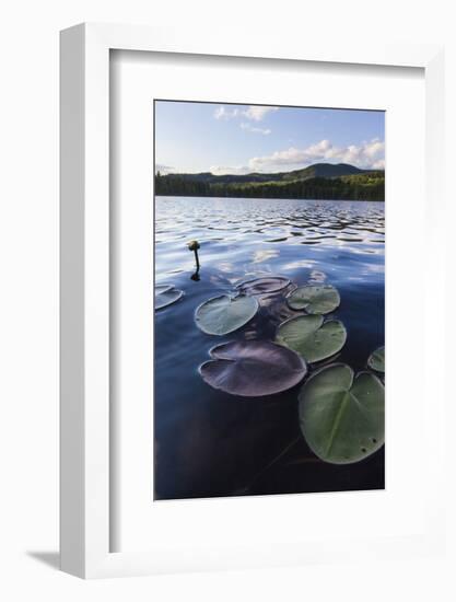 Water Lilies in Lang Pond in Maine's Northern Forest-Jerry & Marcy Monkman-Framed Photographic Print