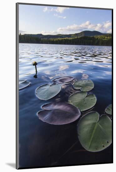 Water Lilies in Lang Pond in Maine's Northern Forest-Jerry & Marcy Monkman-Mounted Photographic Print