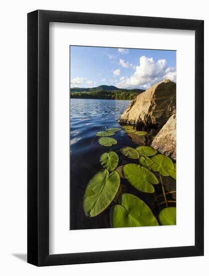 Water Lilies in Lang Pond in Maine's Northern Forest-Jerry & Marcy Monkman-Framed Photographic Print